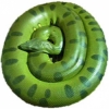 https://www.americanbreeder.com/images/com_adsmanager/categories/5084cat_t.jpg