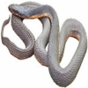 https://www.americanbreeder.com/images/com_adsmanager/categories/5086cat_t.jpg