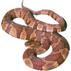 https://www.americanbreeder.com/images/com_adsmanager/categories/5088cat_t.jpg