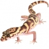 https://www.americanbreeder.com/images/com_adsmanager/categories/508cat_t.jpg