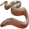 https://www.americanbreeder.com/images/com_adsmanager/categories/5090cat_t.jpg