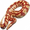 https://www.americanbreeder.com/images/com_adsmanager/categories/5095cat_t.jpg