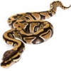 https://www.americanbreeder.com/images/com_adsmanager/categories/5099cat_t.jpg