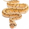 https://www.americanbreeder.com/images/com_adsmanager/categories/5103cat_t.jpg