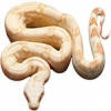 https://www.americanbreeder.com/images/com_adsmanager/categories/5107cat_t.jpg