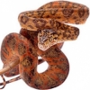 https://www.americanbreeder.com/images/com_adsmanager/categories/5109cat_t.jpg