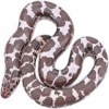 https://www.americanbreeder.com/images/com_adsmanager/categories/5110cat_t.jpg