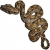 https://www.americanbreeder.com/images/com_adsmanager/categories/5112cat_t.jpg