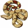 https://www.americanbreeder.com/images/com_adsmanager/categories/5114cat_t.jpg