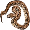 https://www.americanbreeder.com/images/com_adsmanager/categories/5115cat_t.jpg