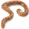 https://www.americanbreeder.com/images/com_adsmanager/categories/5116cat_t.jpg