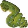 https://www.americanbreeder.com/images/com_adsmanager/categories/5117cat_t.jpg