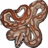 https://www.americanbreeder.com/images/com_adsmanager/categories/5121cat_t.jpg