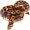 https://www.americanbreeder.com/images/com_adsmanager/categories/5122cat_t.jpg