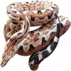 https://www.americanbreeder.com/images/com_adsmanager/categories/5125cat_t.jpg