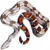 https://www.americanbreeder.com/images/com_adsmanager/categories/5126cat_t.jpg