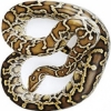 https://www.americanbreeder.com/images/com_adsmanager/categories/5128cat_t.jpg