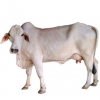 https://www.americanbreeder.com/images/com_adsmanager/categories/5134cat_t.jpg