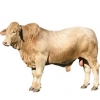 https://www.americanbreeder.com/images/com_adsmanager/categories/5137cat_t.jpg