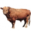 https://www.americanbreeder.com/images/com_adsmanager/categories/5138cat_t.jpg