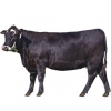 https://www.americanbreeder.com/images/com_adsmanager/categories/5140cat_t.jpg