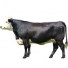 https://www.americanbreeder.com/images/com_adsmanager/categories/5141cat_t.jpg