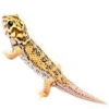 https://www.americanbreeder.com/images/com_adsmanager/categories/514cat_t.jpg