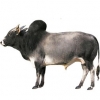 https://www.americanbreeder.com/images/com_adsmanager/categories/5154cat_t.jpg