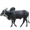 https://www.americanbreeder.com/images/com_adsmanager/categories/5156cat_t.jpg