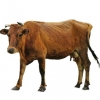 https://www.americanbreeder.com/images/com_adsmanager/categories/5157cat_t.jpg