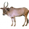 https://www.americanbreeder.com/images/com_adsmanager/categories/5159cat_t.jpg