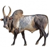https://www.americanbreeder.com/images/com_adsmanager/categories/5160cat_t.jpg