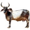 https://www.americanbreeder.com/images/com_adsmanager/categories/5161cat_t.jpg
