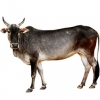 https://www.americanbreeder.com/images/com_adsmanager/categories/5162cat_t.jpg