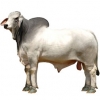 https://www.americanbreeder.com/images/com_adsmanager/categories/5163cat_t.jpg