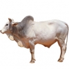 https://www.americanbreeder.com/images/com_adsmanager/categories/5165cat_t.jpg