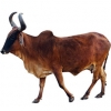 https://www.americanbreeder.com/images/com_adsmanager/categories/5166cat_t.jpg