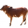 https://www.americanbreeder.com/images/com_adsmanager/categories/5167cat_t.jpg