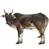 https://www.americanbreeder.com/images/com_adsmanager/categories/5168cat_t.jpg
