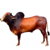 https://www.americanbreeder.com/images/com_adsmanager/categories/5169cat_t.jpg