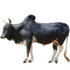 https://www.americanbreeder.com/images/com_adsmanager/categories/5170cat_t.jpg