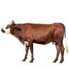 https://www.americanbreeder.com/images/com_adsmanager/categories/5172cat_t.jpg