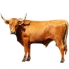 https://www.americanbreeder.com/images/com_adsmanager/categories/5173cat_t.jpg