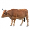 https://www.americanbreeder.com/images/com_adsmanager/categories/5176cat_t.jpg