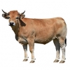 https://www.americanbreeder.com/images/com_adsmanager/categories/5177cat_t.jpg