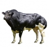 https://www.americanbreeder.com/images/com_adsmanager/categories/5178cat_t.jpg