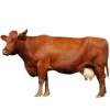 https://www.americanbreeder.com/images/com_adsmanager/categories/5179cat_t.jpg