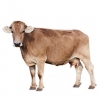 https://www.americanbreeder.com/images/com_adsmanager/categories/5180cat_t.jpg