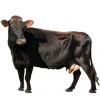https://www.americanbreeder.com/images/com_adsmanager/categories/5181cat_t.jpg