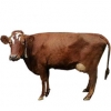 https://www.americanbreeder.com/images/com_adsmanager/categories/5183cat_t.jpg